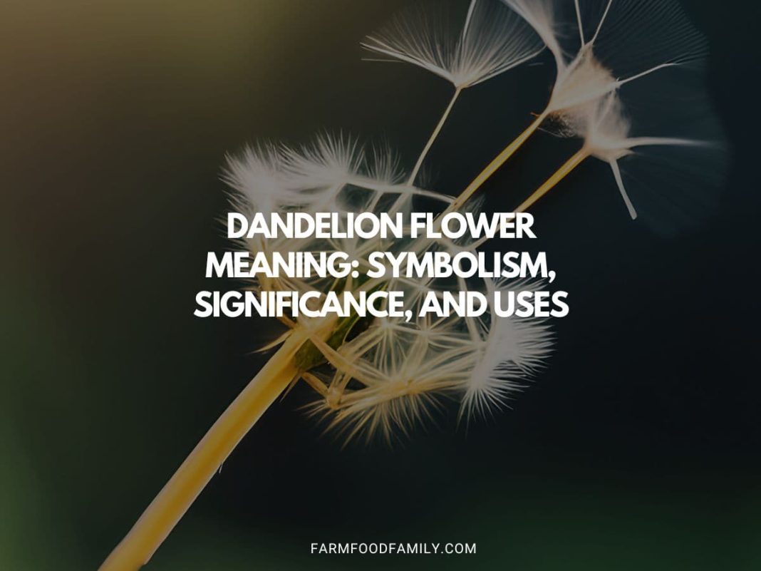 Dandelion Flower Meaning Symbolism, Significance, and Uses