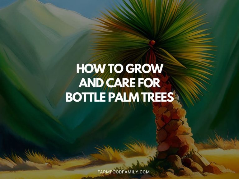 How to Grow and Care for Bottle Palm Trees (Hyophorbe lagenicaulis)