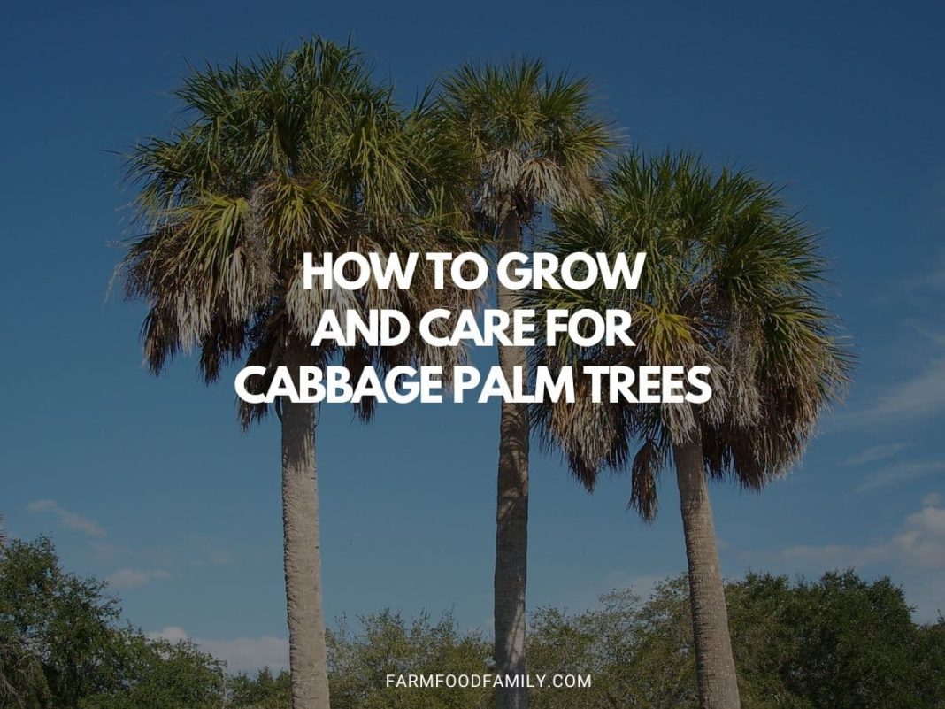 How To Grow and Care for Cabbage Palm (Sabal palmetto)