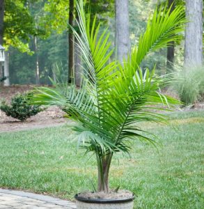 Majesty Palm Care: A Guide To Keeping Your Plant Healthy
