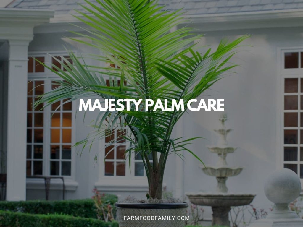 Majesty Palm Care: A Guide To Keeping Your Plant Healthy