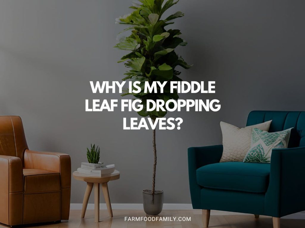 Why is My Fiddle Leaf Fig Dropping Leaves? An InDepth Guide