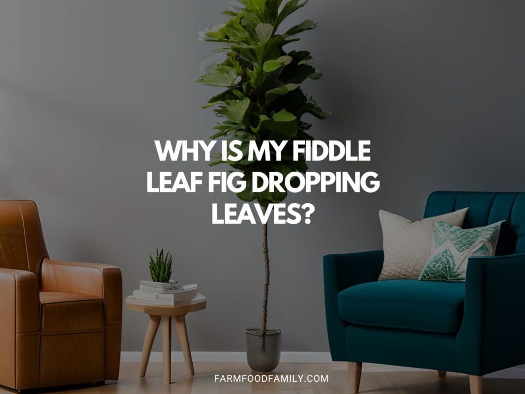 Why is My Fiddle Leaf Fig Dropping Leaves? An InDepth Guide