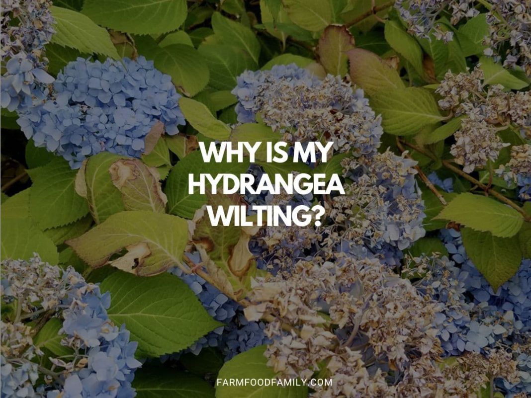 Why Is My Hydrangea Wilting? Tips to Revive Your Plant