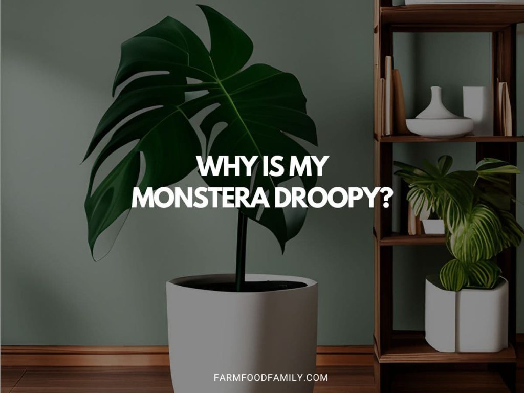 Why Is My Monstera Droopy? A Guide to Reviving Your Plant