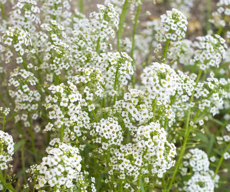 What is the Meaning of Baby's Breath Flowers? Symbolic Significance & More