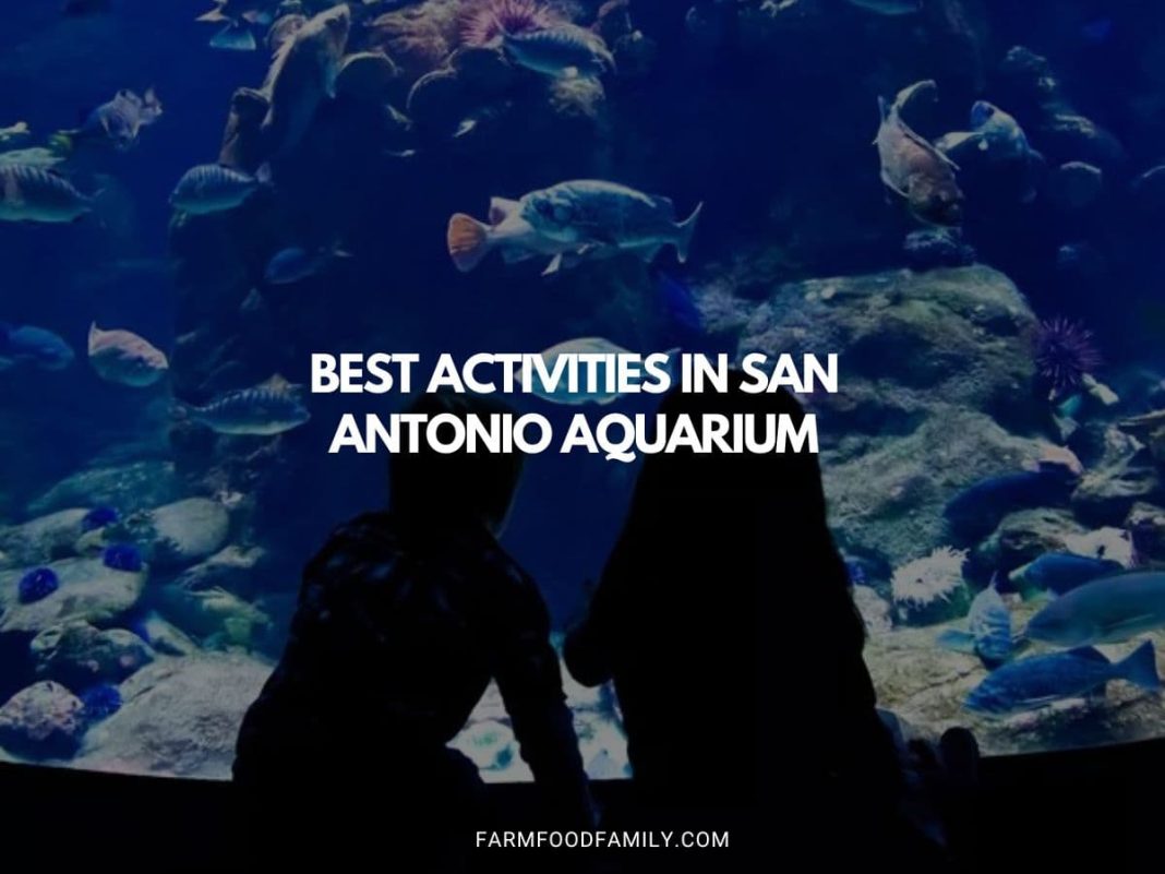 Explore the Best Activities in San Antonio Aquarium