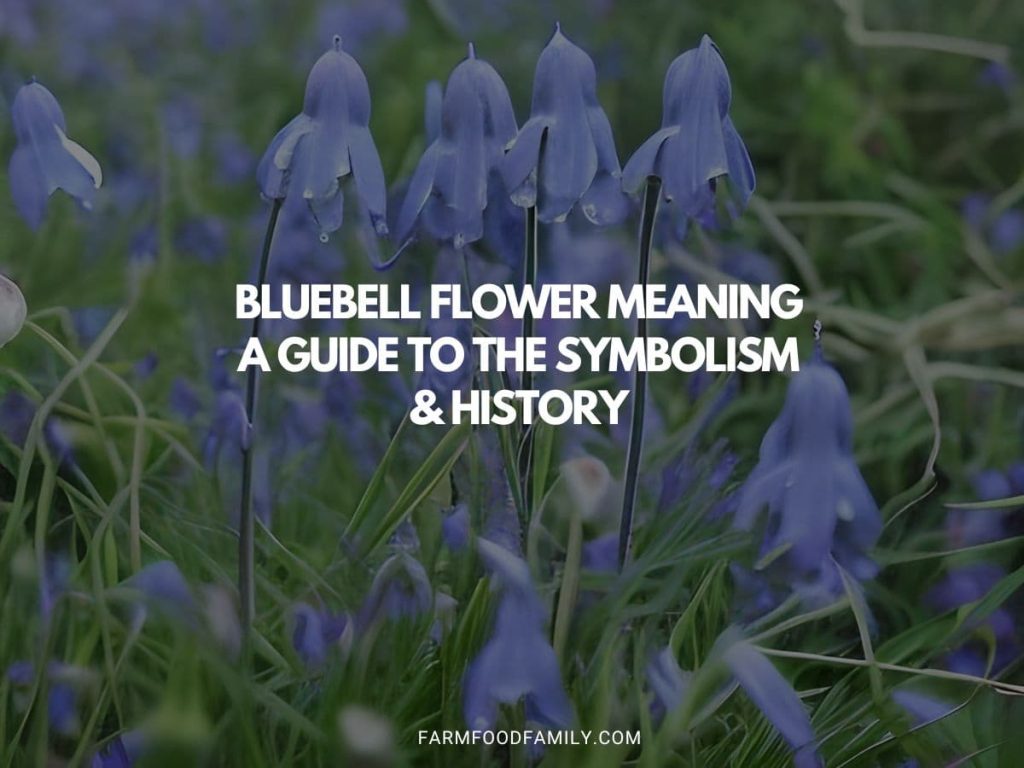 Bluebell Flower Meaning A Guide to the Symbolism & History