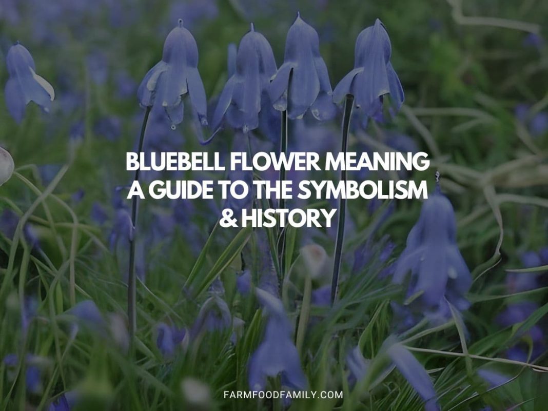 Bluebell Flower Meaning A Guide to the Symbolism & History