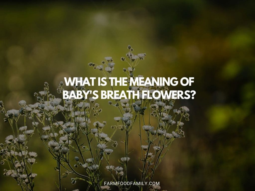 What is the Meaning of Baby's Breath Flowers? Symbolic Significance & More
