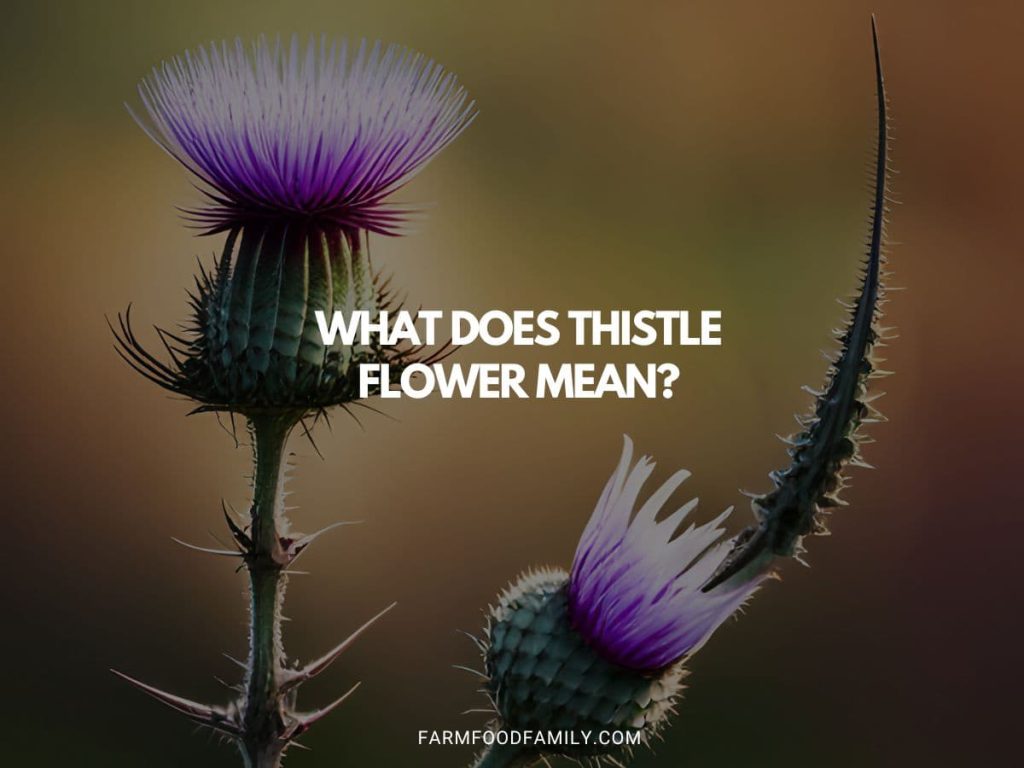 What Does Thistle Flower Mean? Discover The Meaning & Symbolism