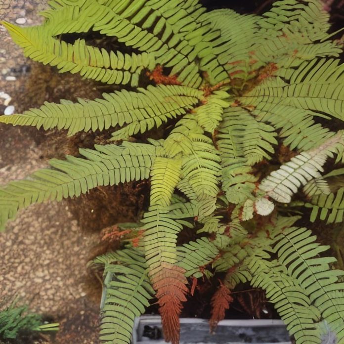 Why is My Fern Turning Brown? Get the Answers Here FarmFoodFamily