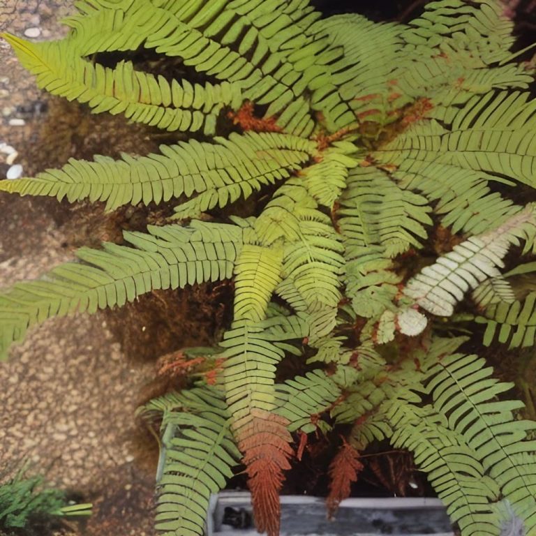 Why is My Fern Turning Brown? Get the Answers Here FarmFoodFamily