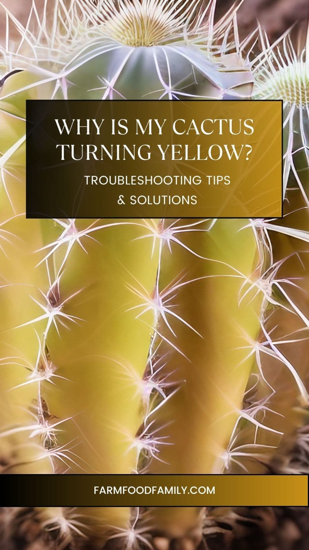 Why is My Cactus Turning Yellow? Troubleshooting Tips & Solutions