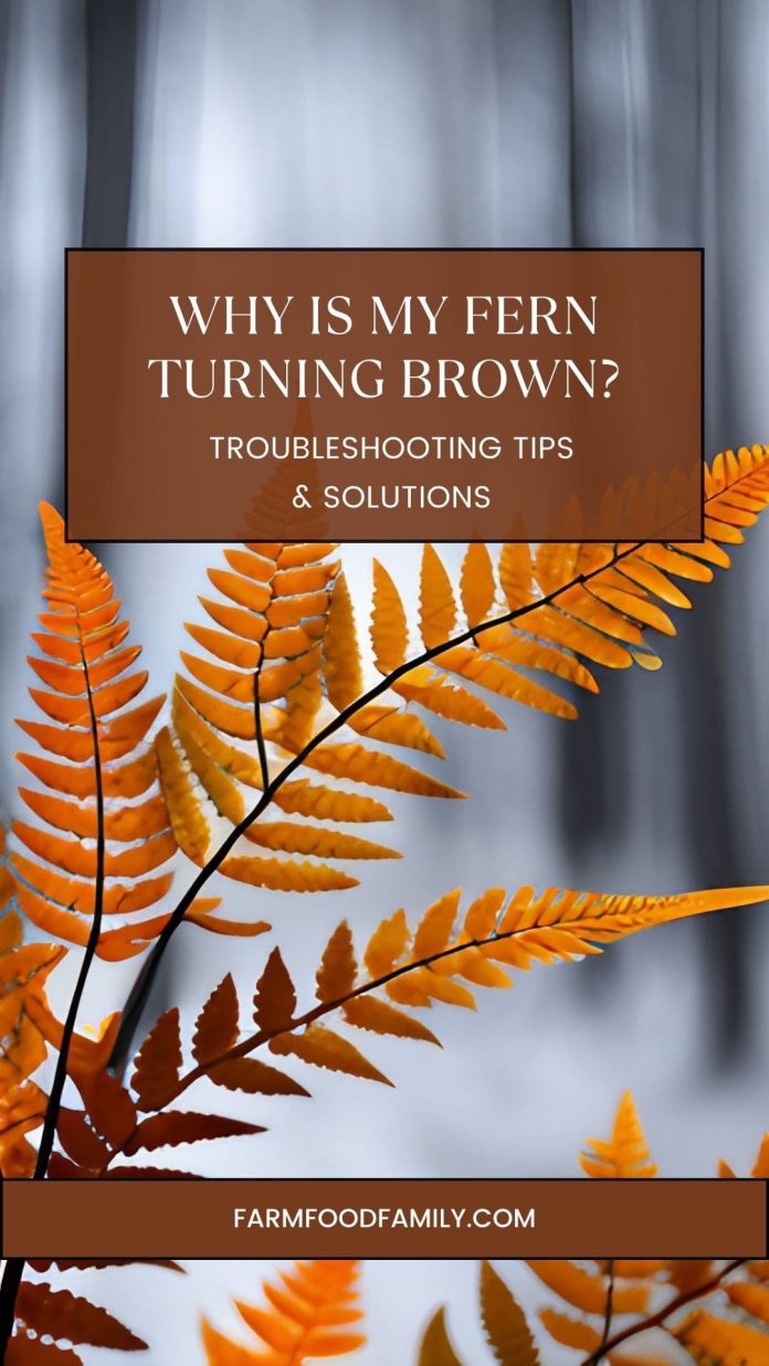 Why is My Fern Turning Brown? Get the Answers Here FarmFoodFamily