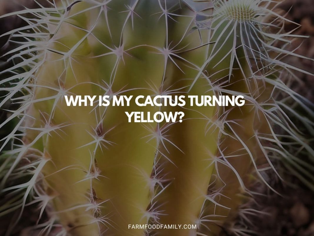 Why is My Cactus Turning Yellow? Troubleshooting Tips & Solutions