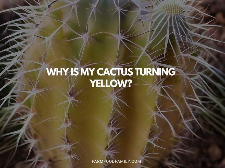 Why is My Cactus Turning Yellow? Troubleshooting Tips & Solutions