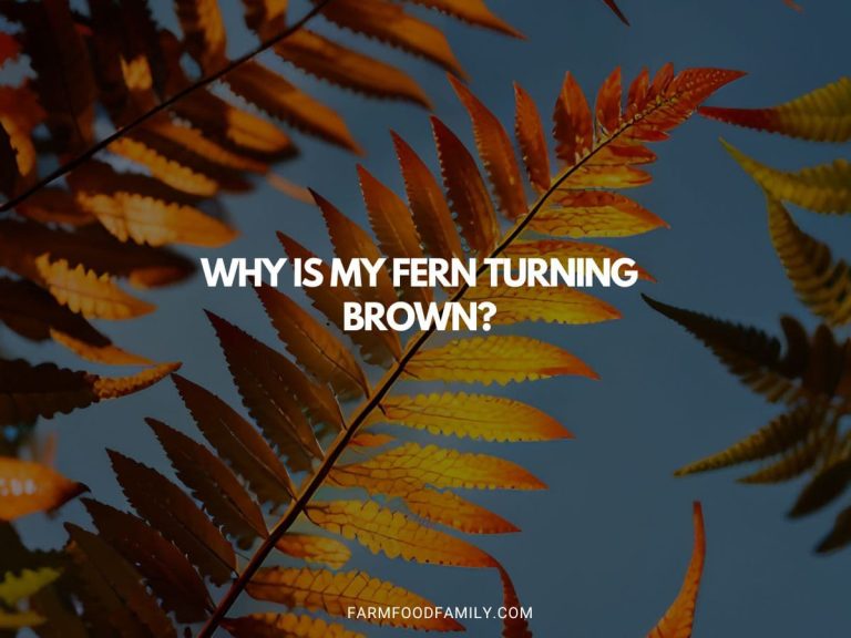 Why is My Fern Turning Brown? Get the Answers Here FarmFoodFamily