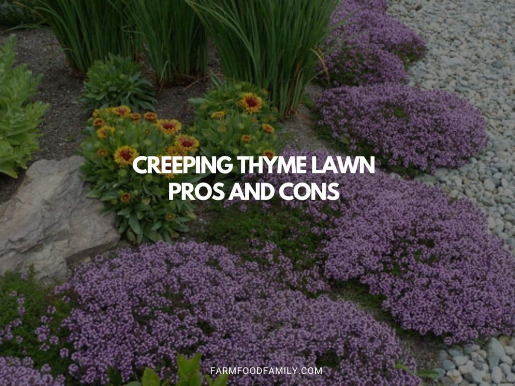 Creeping Thyme Lawn Pros and Cons (Guide To Planting & Maintaining)