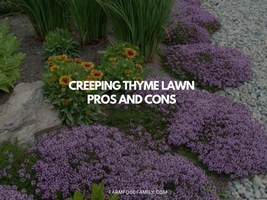 Creeping Thyme Lawn Pros and Cons (Guide To Planting & Maintaining)