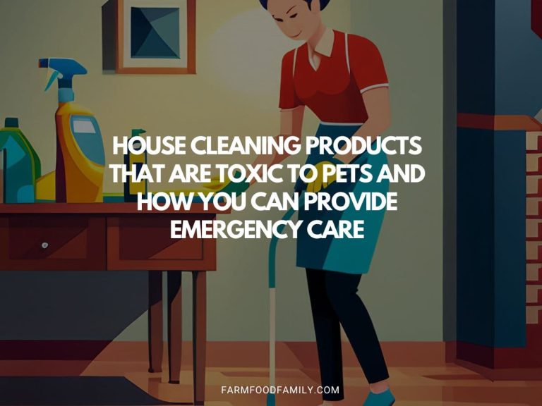 House Cleaning Products That Are Toxic to Pets and How You Can Provide