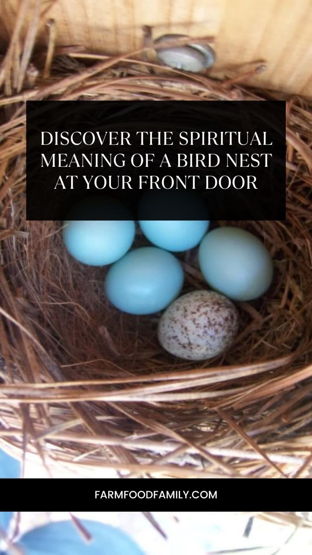 Discover the Spiritual Meaning of a Bird Nest at Your Front Door