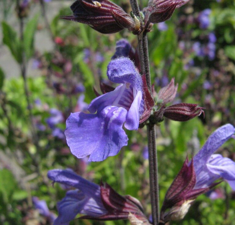 Wood Sage Nectar Rich Plants for Garden Wildlife