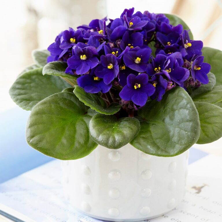 Easy Care Flowering Houseplants
