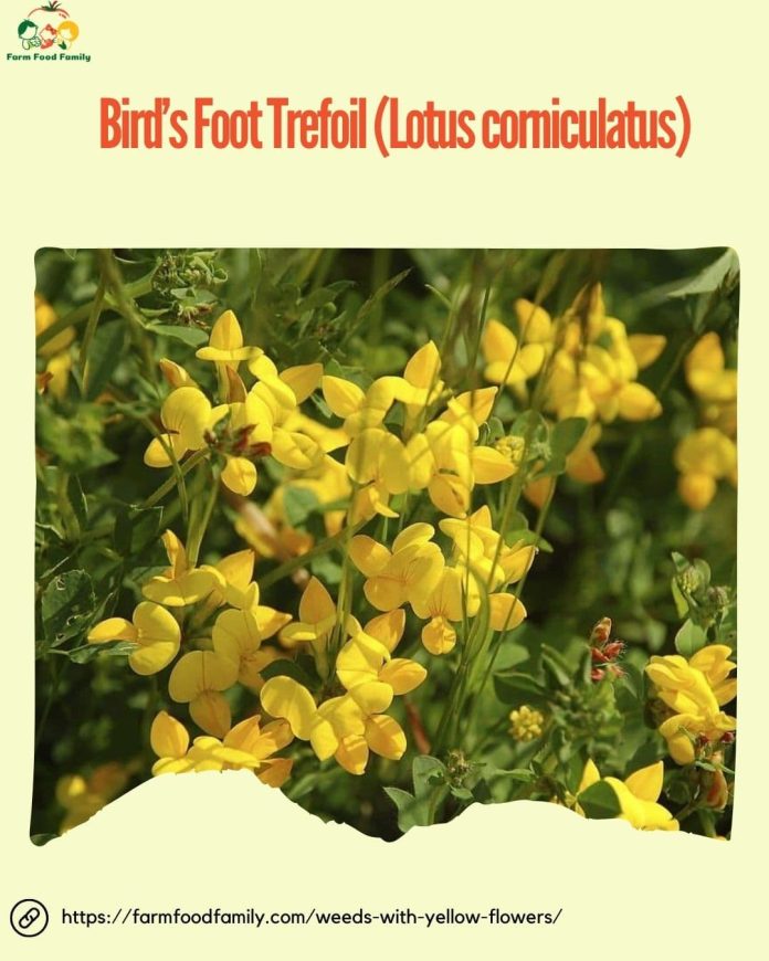 29 Weeds with Yellow Flowers: Identification and Removal Tips