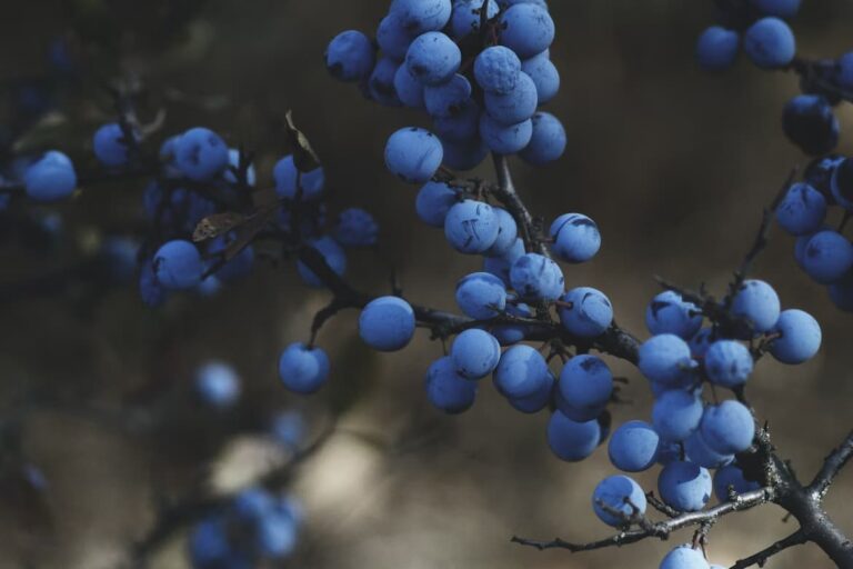 What Kinds Of Fruit Are Excellent For Growing