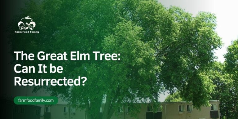 The Great Elm Tree: Can It be Resurrected?