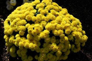 Fall Seasonal Container Plants: Annuals and Perennials for Autumn