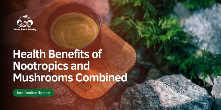 Health Benefits of Nootropics and Mushrooms Combined