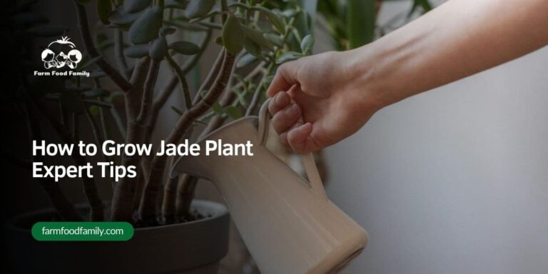 How to Grow and Care for Jade Plant – Expert Tips for [year]