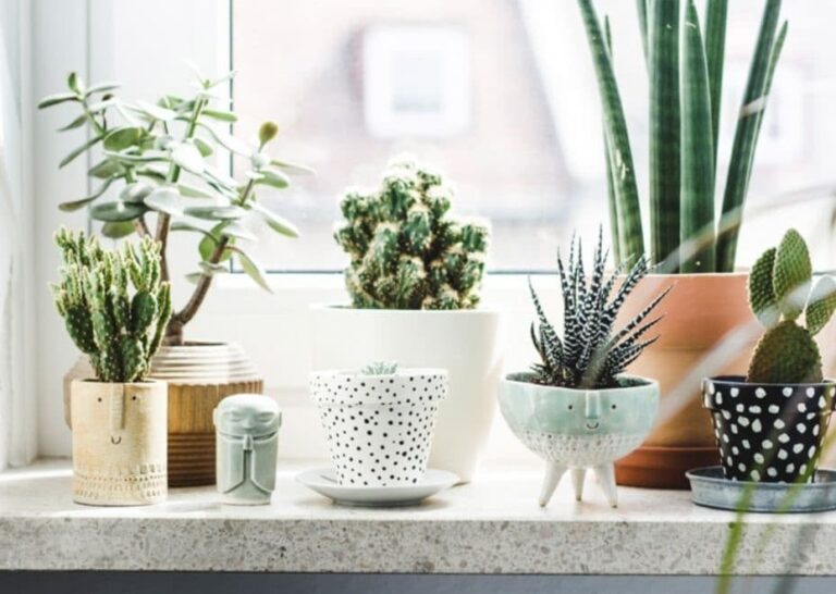 Advantages of Plant Delivery