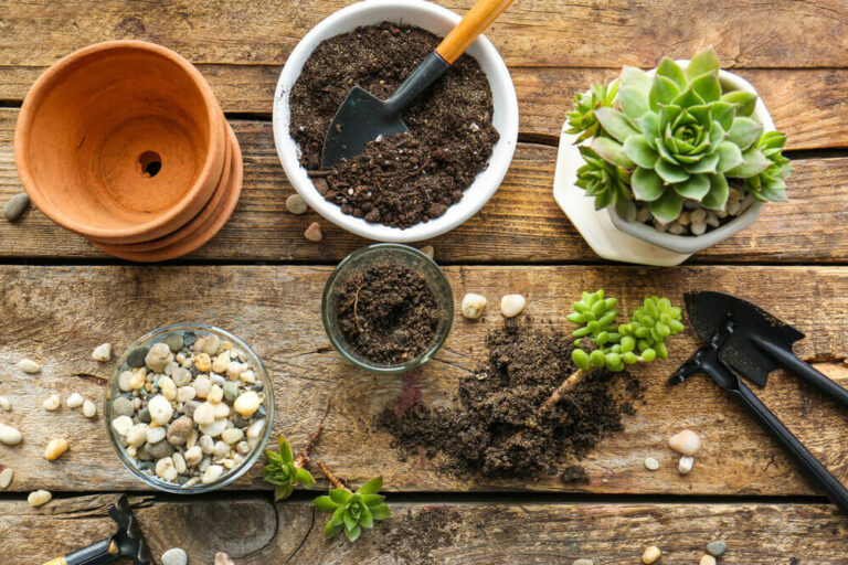 How To Plant Succulents In Containers Without Drainage