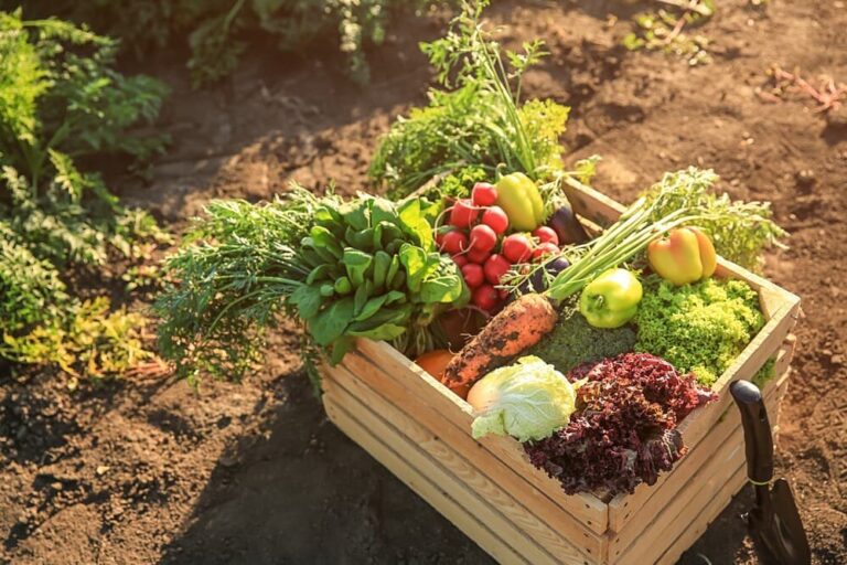Follow These Tips to Start Your First Garden