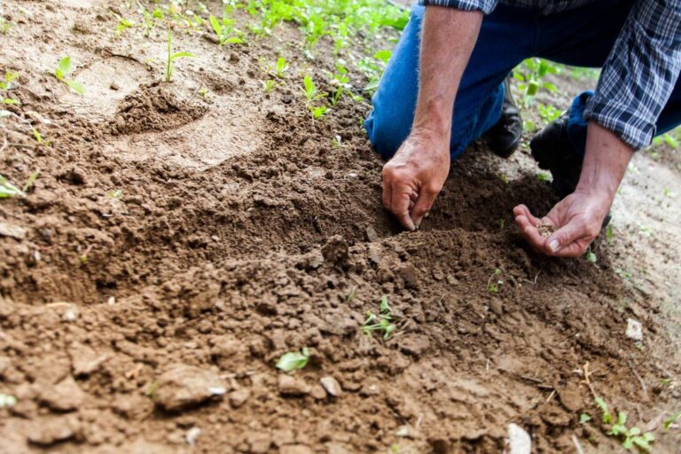 6 Tips to Start Your Own Survival Garden