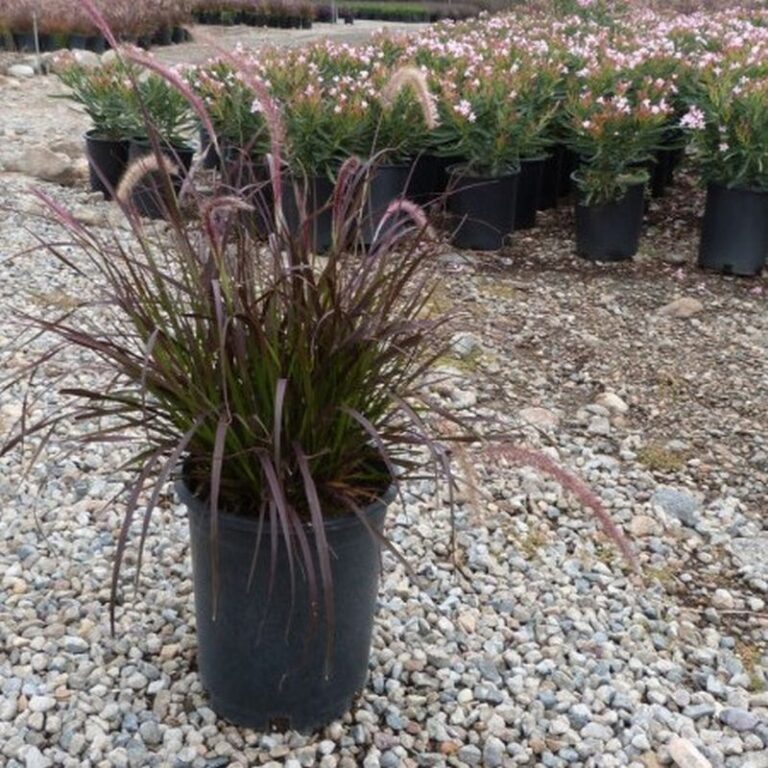 Upright Growing Container Plants: Perennial and Annual Plants that Provide Vertical Accents