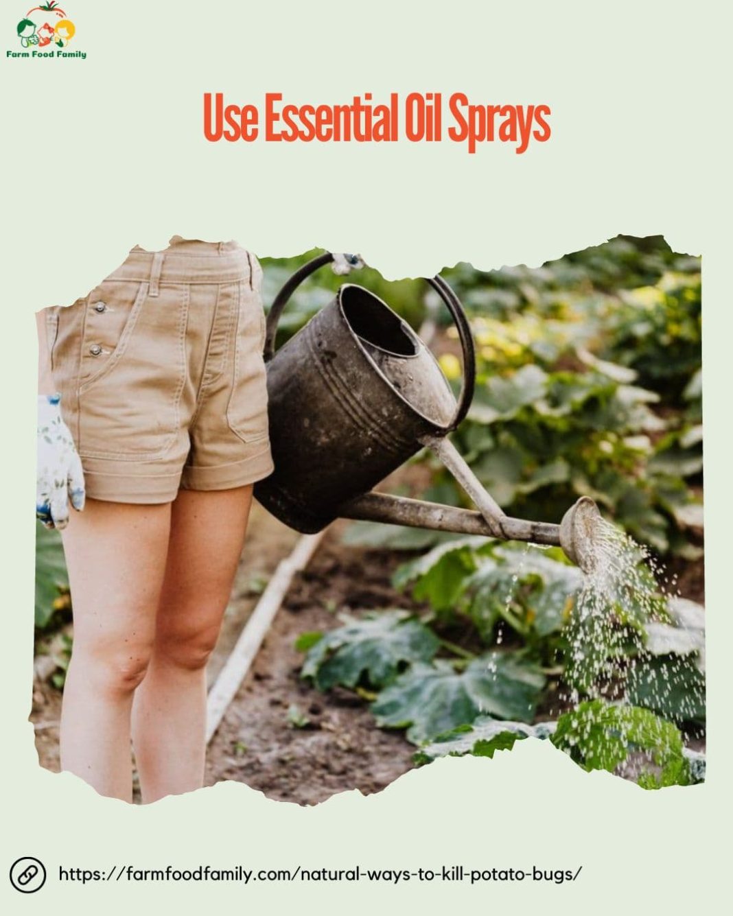 13 Effective and Natural Ways to Kill Potato Bugs [An Expert Guide]