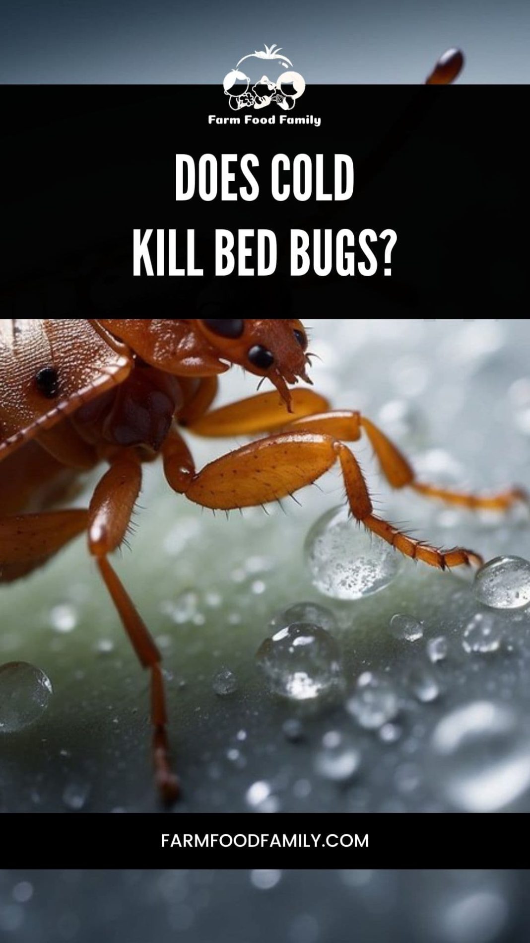 Does Cold Kill Bed Bugs Unveiling the Myths with Scientific Facts