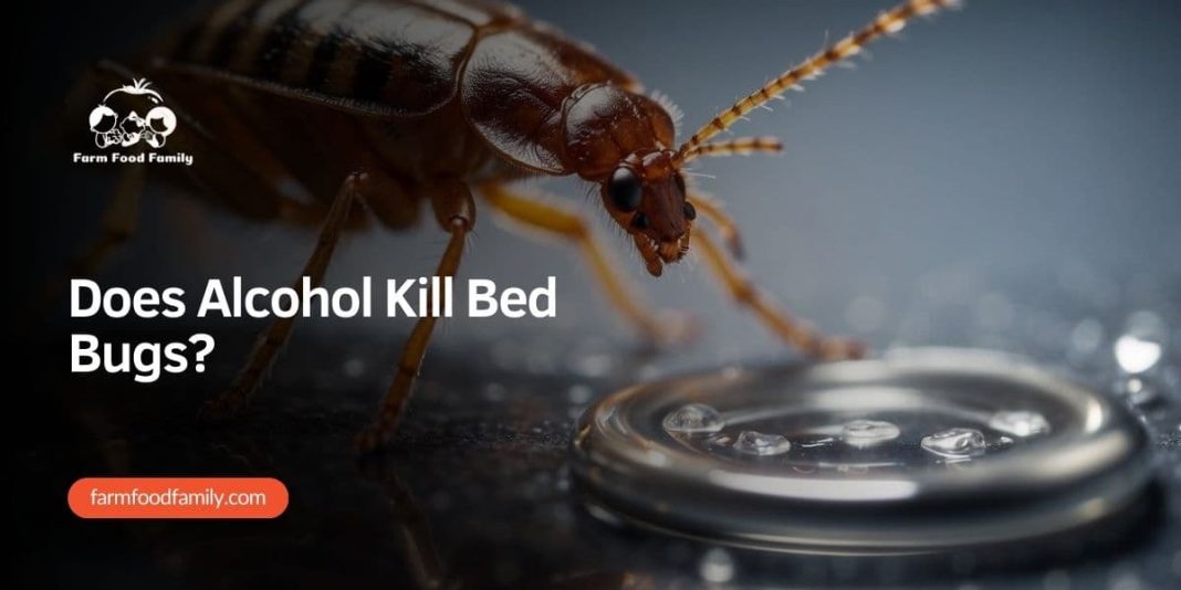 Does Alcohol Kill Bed Bugs? (2024) FarmFoodFamily