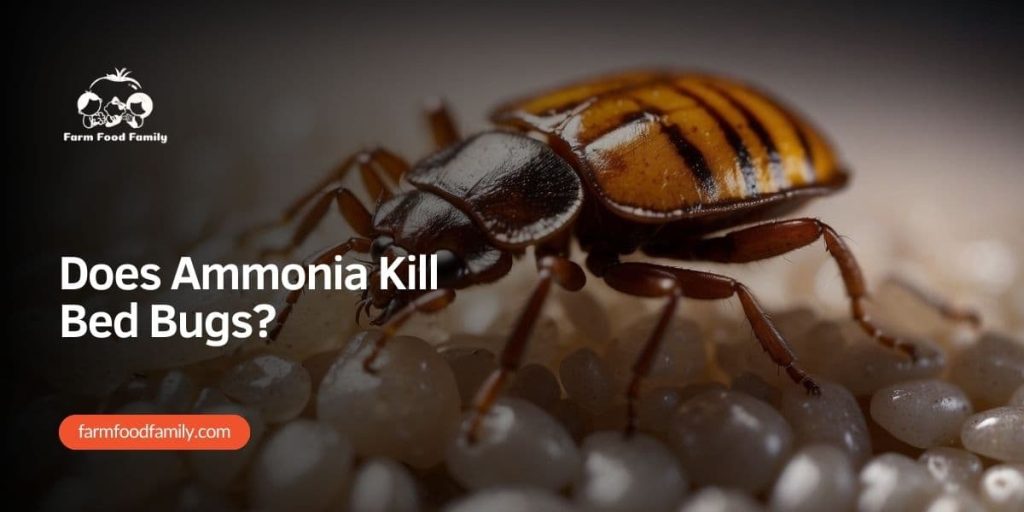 Does Ammonia Kill Bed Bugs Unpacking the Efficacy and Risks (2024)
