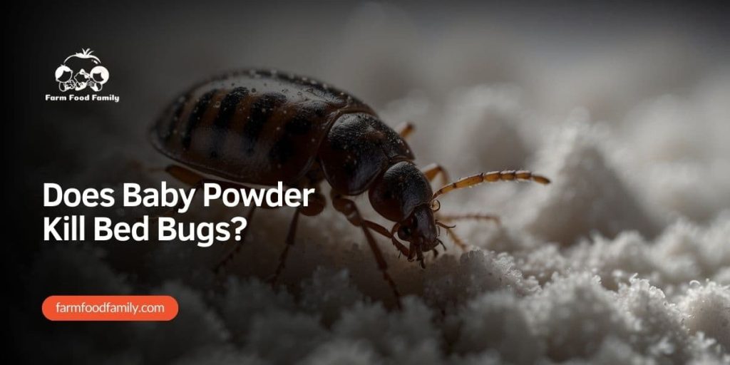 Does Baby Powder Kill Bed Bugs? (2024) FarmFoodFamily