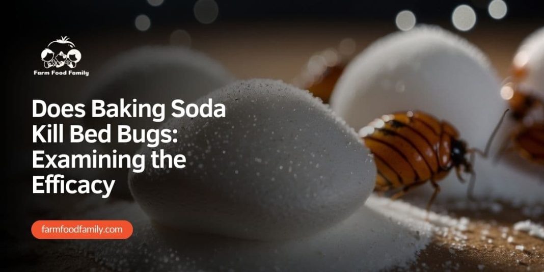 Does Baking Soda Kill Bed Bugs Examining the Efficacy (2024)