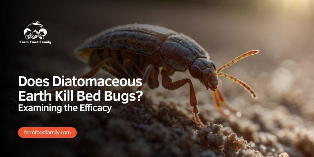 Does Diatomaceous Earth Kill Bed Bugs Examining the Efficacy