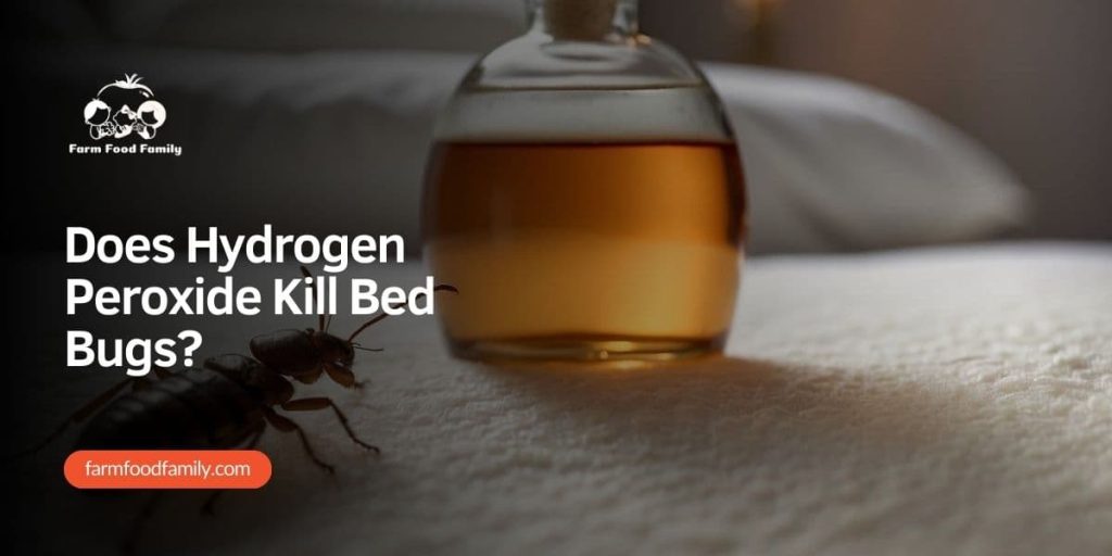 Does Hydrogen Peroxide Kill Bed Bugs? (2024) FarmFoodFamily