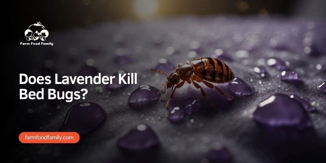 Does Lavender Kill Bed Bugs? (2024) FarmFoodFamily