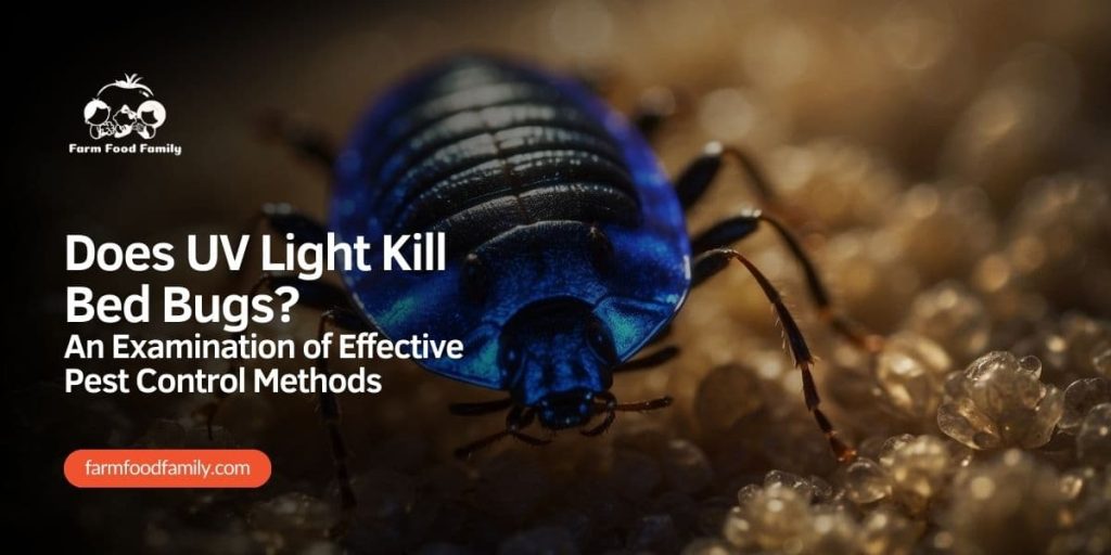 Does UV Light Kill Bed Bugs? An Examination of Effective Pest Control