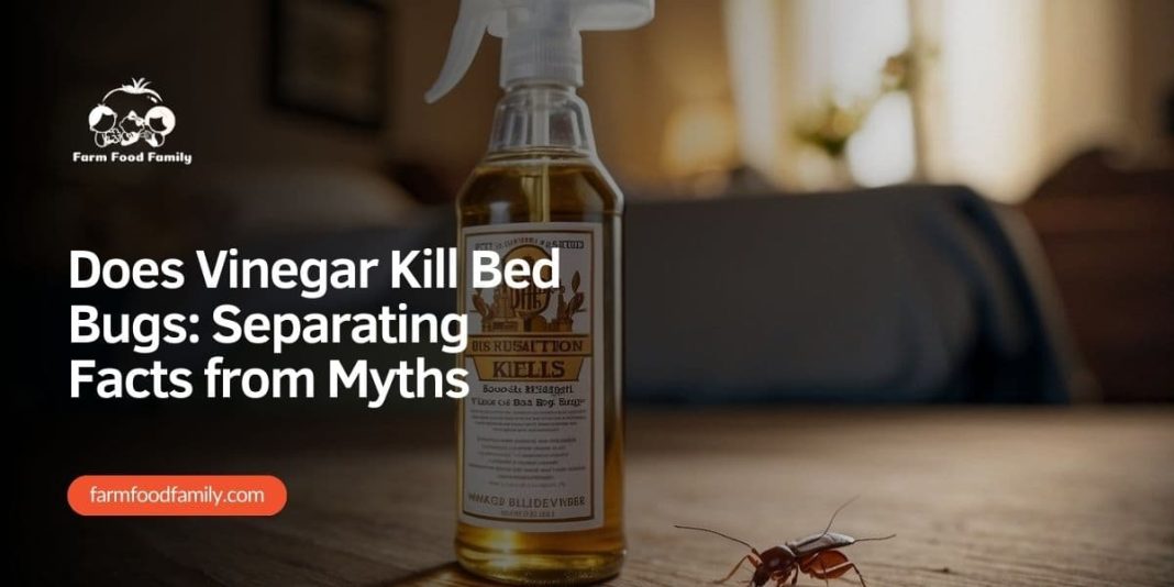 Does Vinegar Kill Bed Bugs Separating Facts from Myths (2024)